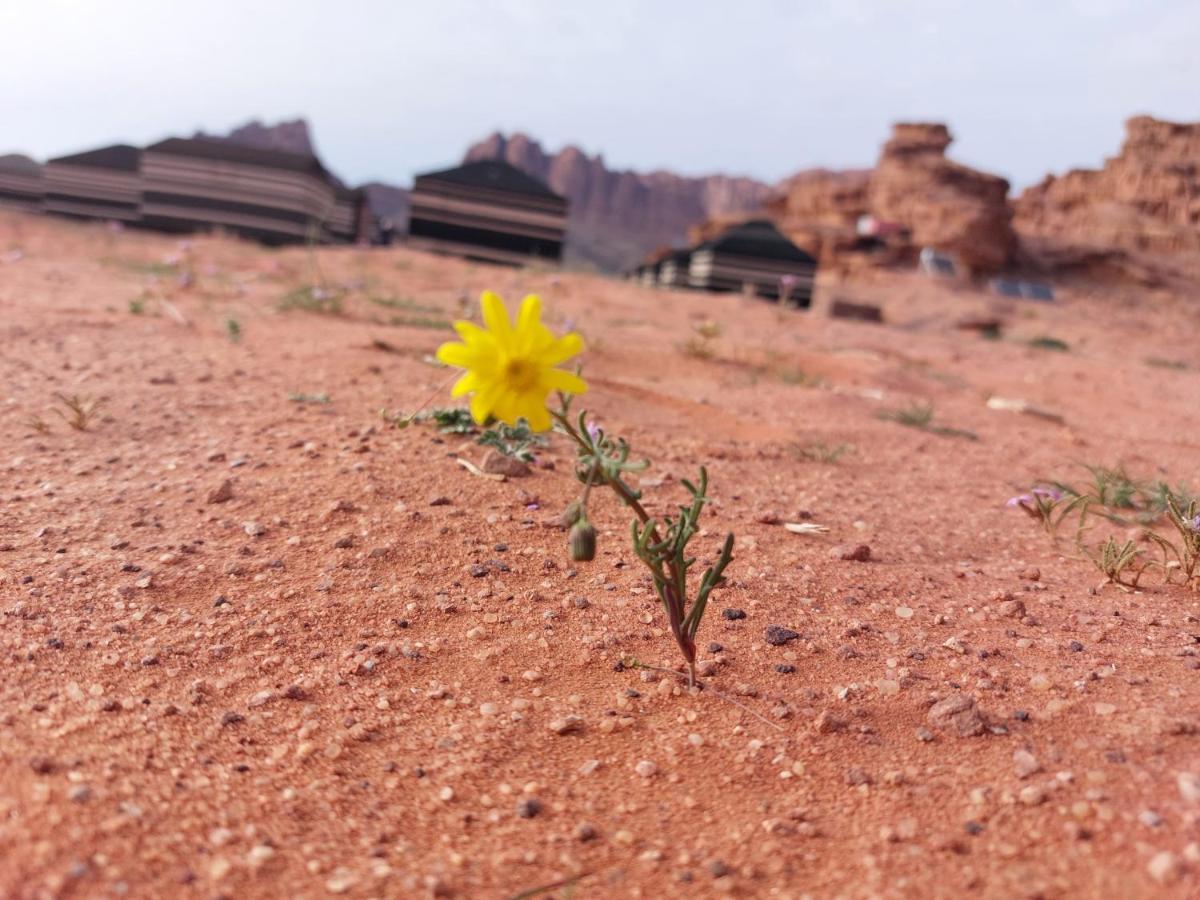 Bedouin Future Camp Hotel วาดิรัม ภายนอก รูปภาพ
