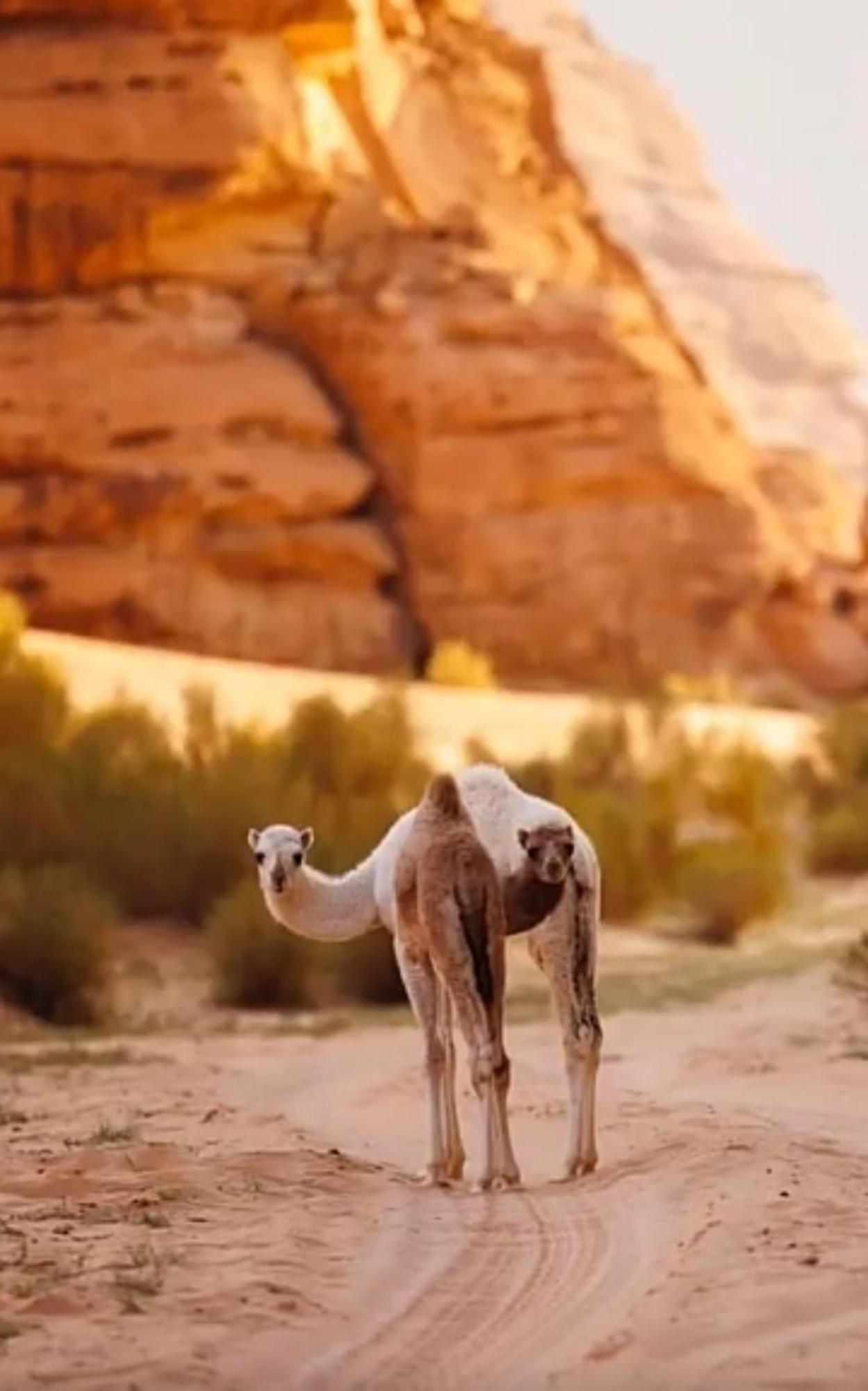 Bedouin Future Camp Hotel วาดิรัม ภายนอก รูปภาพ